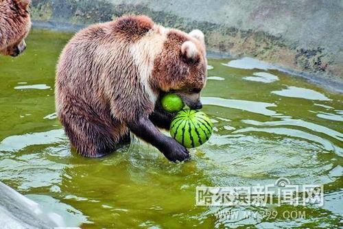娱乐吃瓜酱小动物