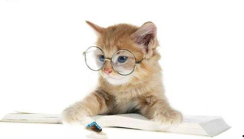 娱乐吃瓜君猫咪老师,娱乐吃瓜君的趣味解读